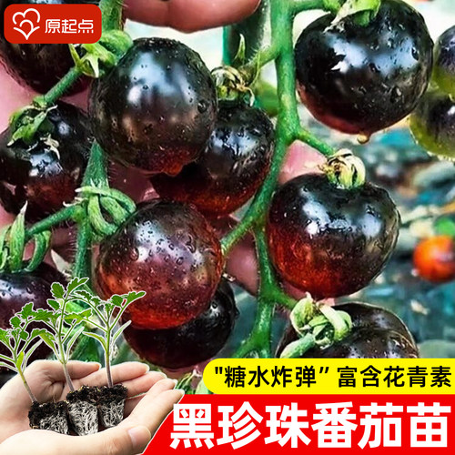 黑珍珠番茄苗夏日阳光黄妃矮生盆栽秧苗小西红柿红千禧圣女果种子