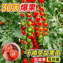 千禧圣女果苗秧苗盆栽瀑布小番茄苗水果阳台种子籽黄珍珠小西红柿
