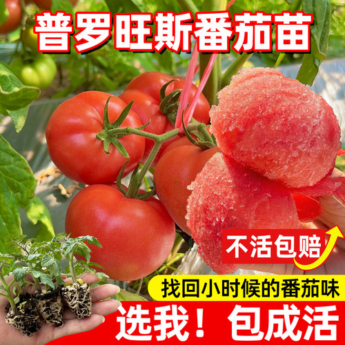 老品种马蹄番茄苗秧西红柿普罗旺斯草莓水果蔬菜种子四季阳台盆栽