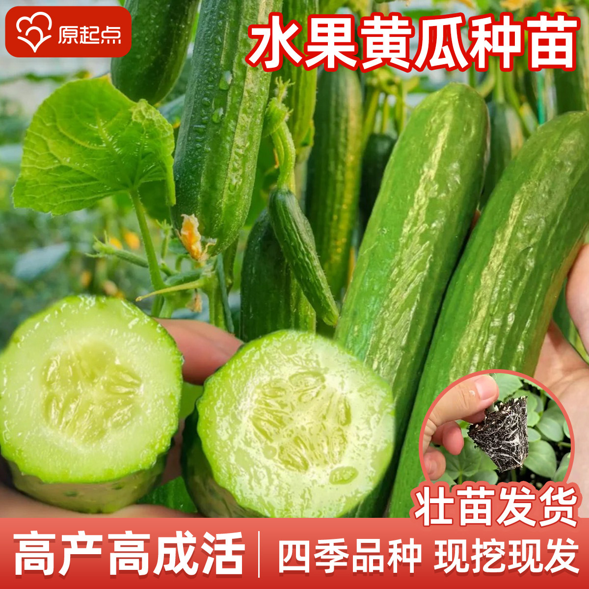 水果黄瓜苗秋冬季小黄瓜南方青瓜旱瓜苗秧四季阳台盆栽蔬菜种子籽,鲜花速递/花卉仿真/绿植园艺,种苗/半成品盆栽,淘宝优惠券,粉丝福利购,淘宝优惠卷