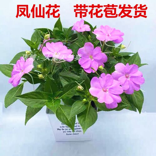 凤仙花盆栽四季开花桑蓓斯凤仙室内阳台花卉办公室净化空气很美观
