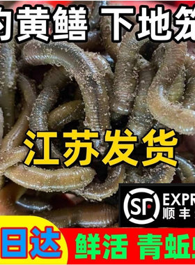 活体蚯蚓钓黄鳝青蚯蚓鲜活黑蚯蚓大蚯蚓臭蚯蚓综合饵料鱼饵包邮
