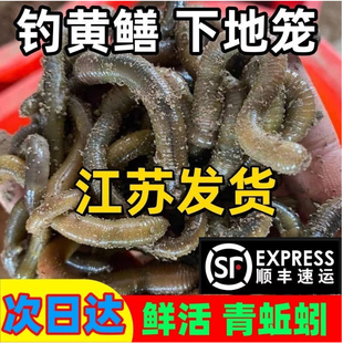 活体蚯蚓钓黄鳝青蚯蚓鲜活黑蚯蚓大蚯蚓臭蚯蚓综合饵料鱼饵包邮