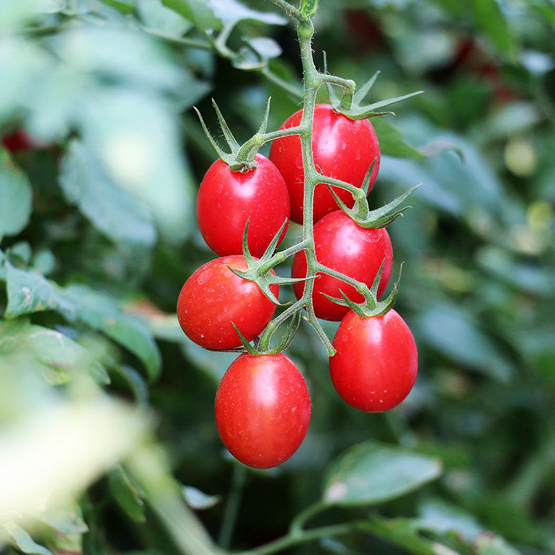5年老品沙地千禧果小番茄 新鲜饱满 鲜甜味浓圣女果 顺丰,水产肉类/新鲜蔬果/熟食,番茄,淘宝优惠券,粉丝福利购,淘宝优惠卷