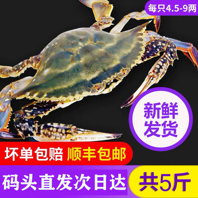 舟山梭子蟹企业店直发新鲜特大蟹