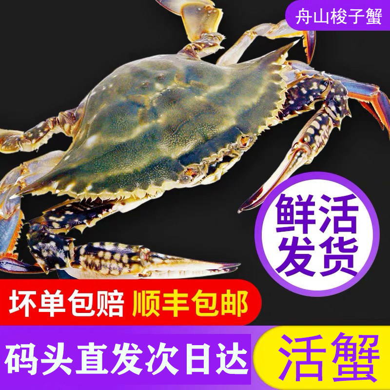 【保鲜不保活】舟山梭子蟹新鲜特大野生螃蟹白公母蟹海鲜水产顺丰