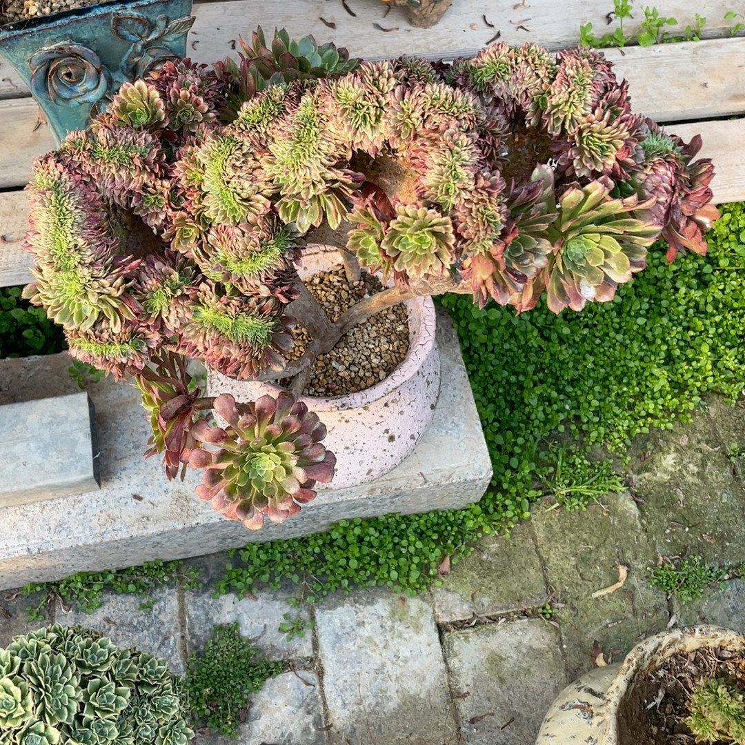 嘉年华,鲜花速递/花卉仿真/绿植园艺,多肉植物,淘宝优惠券,粉丝福利购,淘宝优惠卷