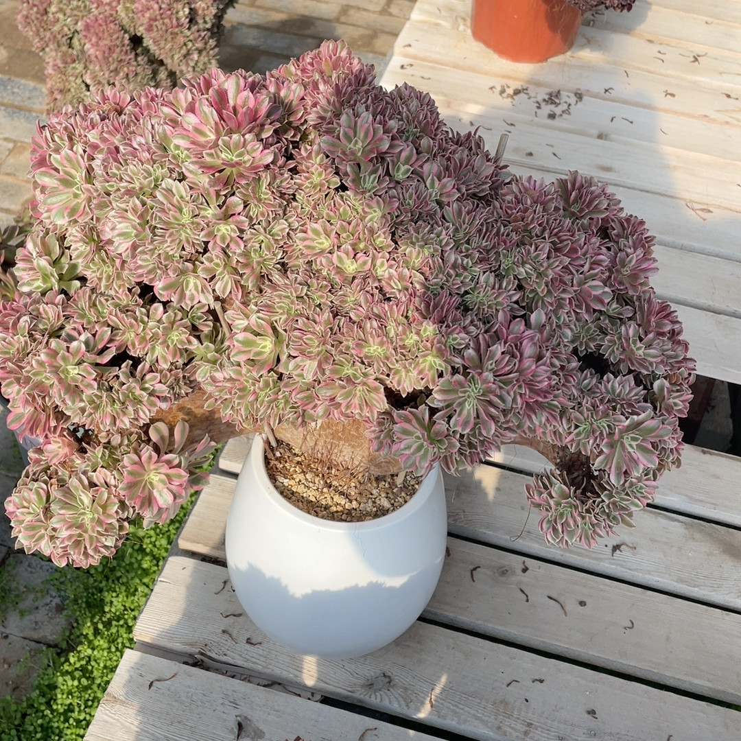 粉女巫朵,鲜花速递/花卉仿真/绿植园艺,多肉植物,淘宝优惠券,粉丝福利购,淘宝优惠卷