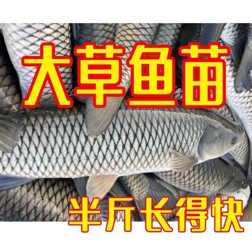半斤草鱼苗特大20厘米长皖鱼苗淡水养殖可食用包活