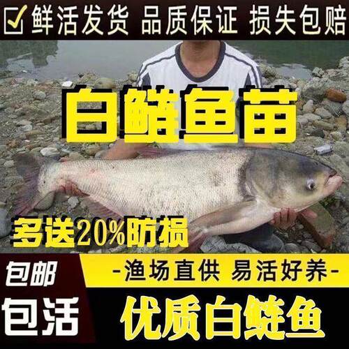 花鲢鱼苗淡水养殖大头鱼胖头鱼包损白鲢鱼鲫鱼本地草鱼苗