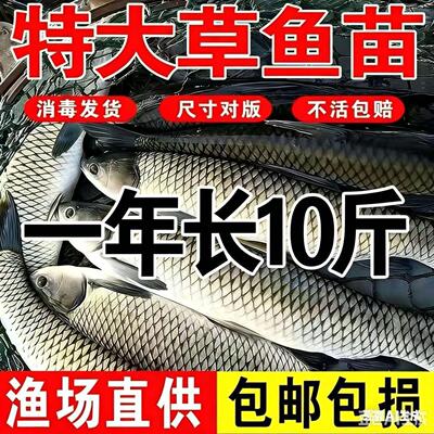 大草鱼苗特大号淡水活体养殖食用皖鱼鲜活便宜半斤脆肉花鲢鲫鱼