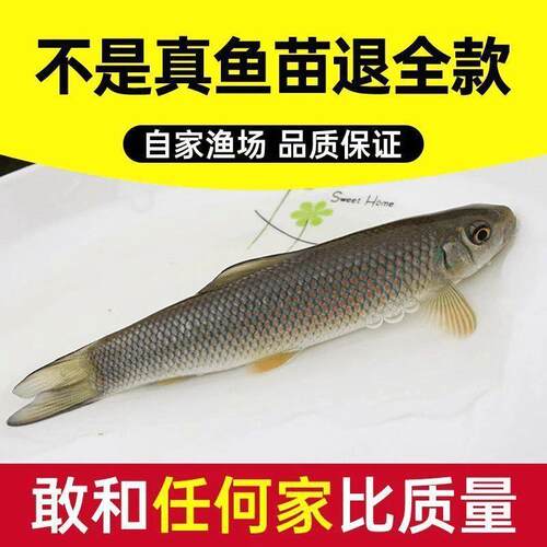 青龙华鳞鱼鱼苗沉香棒子鱼川华鲮桂华淡水养殖溪流鲮鱼观赏可食用