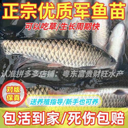 (改良耐寒)优质军鱼苗淡水养殖食用光倒刺鲃青竹鲩鱼苗黄娟鱼苗