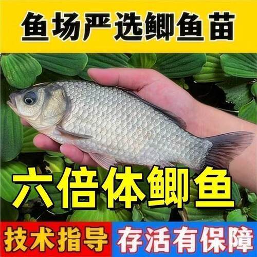 中科5号6号鲫鱼六倍体鲫鱼苗淡水养殖高背银鲫黄金土鲫大阪彭泽