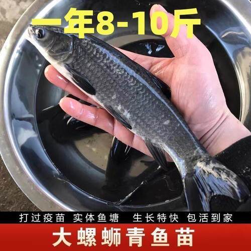 大品种优质螺蛳青鱼苗黑皖鱼草鱼苗养殖淡水花鲢白鲢鲢鳙鱼苗
