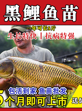 大品种鲤鱼苗建鲤丰鲤鱼稻田鲤淡水养殖兴国红鲤鱼大种工程鲫鱼苗