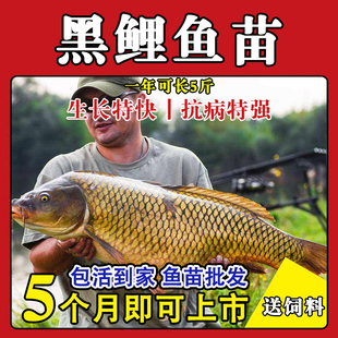 大品种鲤鱼苗建鲤丰鲤鱼稻田鲤淡水养殖兴国红鲤鱼大种工程鲫鱼苗