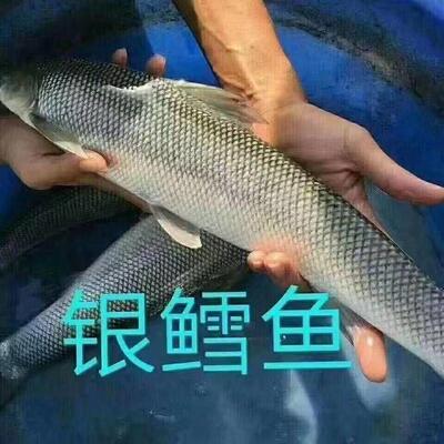 优质淡水银鳕鱼苗大鳞鲃鱼苗淡水养殖食用正宗银鳕鱼苗水花苗活体