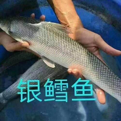 优质淡水银鳕鱼苗大鳞鲃鱼苗淡水养殖食用正宗银鳕鱼苗水花苗活体