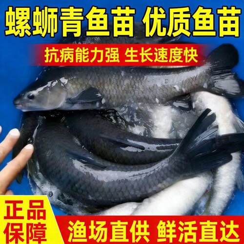 大品种优质螺蛳青鱼苗黑皖鱼草鱼苗养殖淡水花鲢白鲢鲢鳙鱼苗