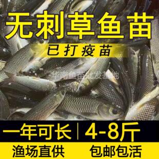 无刺草鱼无骨草鱼无刺花鲢无骨无刺鲫鱼无刺鲢鳙淡水鱼苗养殖食用