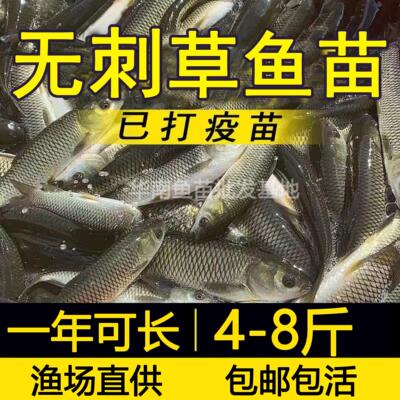 无刺草鱼无骨草鱼无刺花鲢无骨无刺鲫鱼无刺鲢鳙淡水鱼苗养殖食用