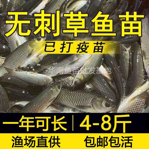 无刺草鱼无骨草鱼无刺花鲢无骨无刺鲫鱼无刺鲢鳙淡水鱼苗养殖食用