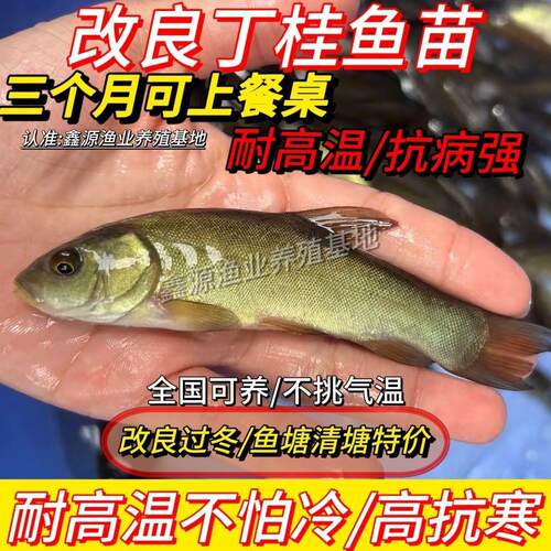 【特级丁桂鱼苗】丁桂鱼苗淡水养殖耐寒养活冷水鱼医生鱼苗丁贵鱼