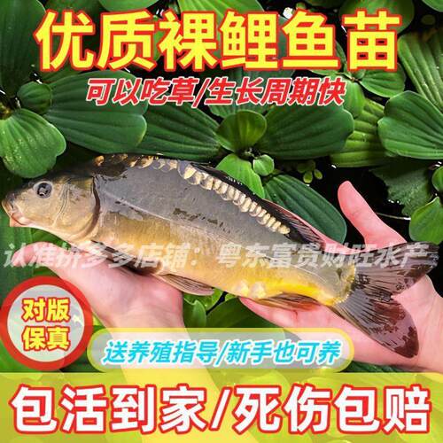 (渔场保真)裸鲤鱼苗三道鳞鱼苗无鳞淡水养殖可食用德国镜鲤裸斑
