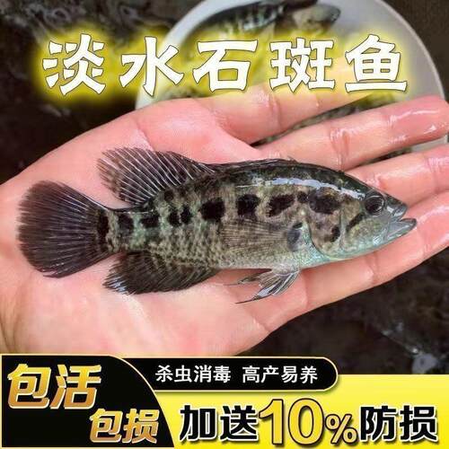 淡水石斑鱼苗活体淡水养殖食用易养活观赏鱼大型鱼凶猛鱼饲料