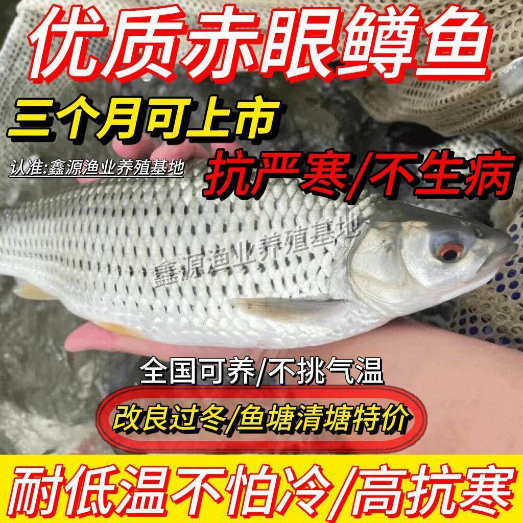 【耐高温】赤眼鳟鱼苗红眼鱼鲮鱼草鱼活体鱼淡水养殖赤眼鱼苗包活