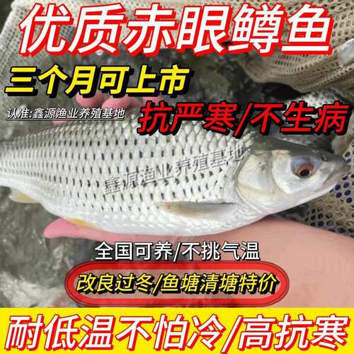 【耐高温】赤眼鳟鱼苗红眼鱼鲮鱼草鱼活体鱼淡水养殖赤眼鱼苗包活