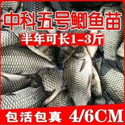 大尺寸中科鲫鱼工程鲫大草鱼鲤鱼红鲤鱼花鲢白鲢苗淡水养殖