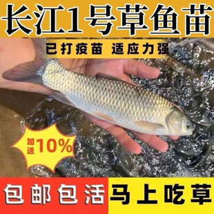 大草鱼苗淡水养殖食用皖鱼特大鲜活便宜半斤脆肉草鱼苗20厘米