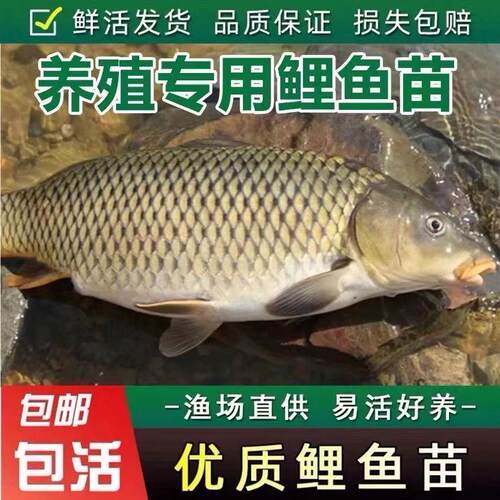 大品种鲤鱼苗建鲤丰鲤鱼稻田鲤淡水养殖草鱼苗大种工程鲫鱼苗包活