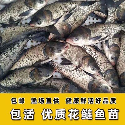20厘米花鲢鱼苗胖头鳙鱼大头鱼淡水养殖可食用半斤花鲢胖头鱼雄鱼
