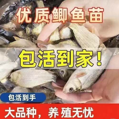 正宗鲫鱼苗黄金工程中科鲫五号大阪鲫银鲫养殖淡水可过冬