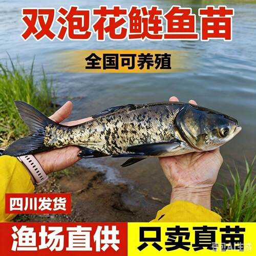特大号双泡花鲢鱼苗淡水养殖大头鱼胖头鱼半斤鲢鳙鲢鱼白鲢鱼草鱼