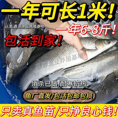 (高抗寒过冬)银鳕鱼苗淡水养殖大鳞鲃冷水活体银雪鱼苗耐活好养
