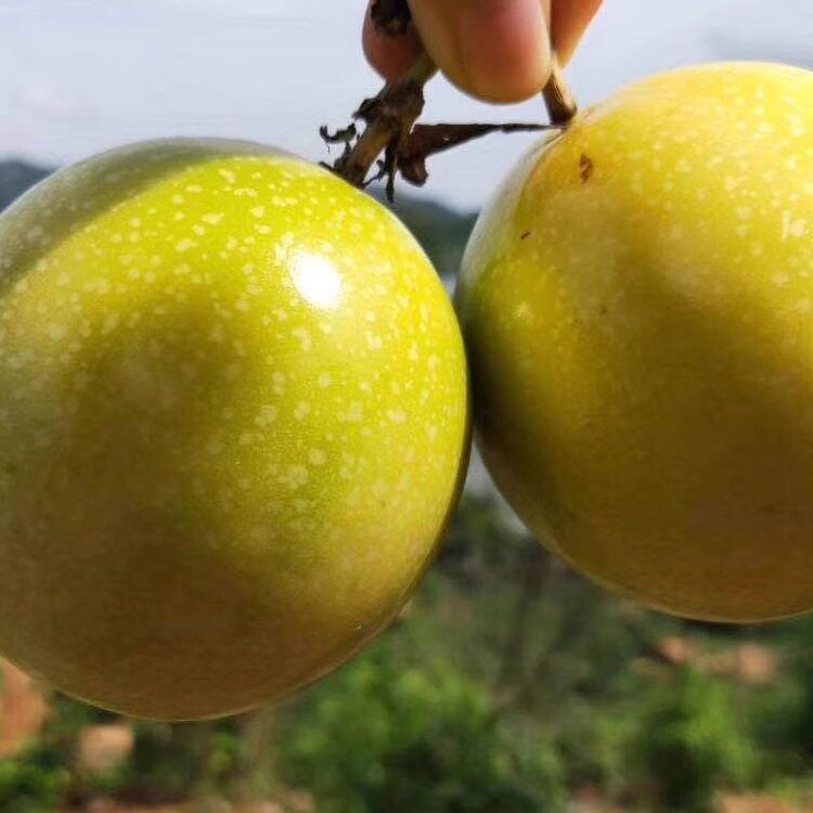 快递包邮纯甜福建龙岩加强版钦蜜9号蜂蜜黄金百香果特大果礼盒装