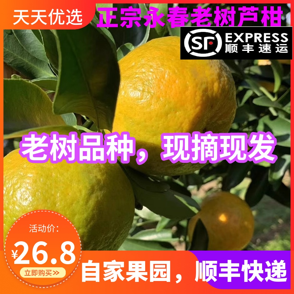 正宗永春芦柑椪柑孕妇水果大果