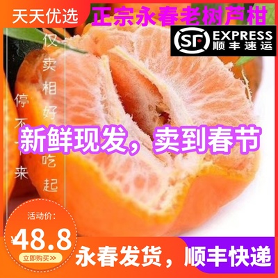 正宗永春本地芦柑非沃柑蜜桔丑橘