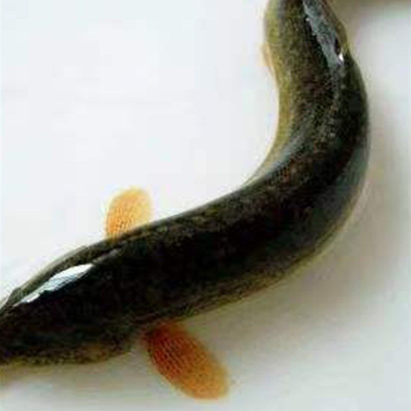 泥鳅苗鲜活喂养宠物钓鱼龙鱼活饵乌龟饲料泥鳅养殖淡水观赏鱼垂钓,个性定制/设计服务/DIY,明信片定制,淘宝优惠券,粉丝福利购,淘宝优惠卷