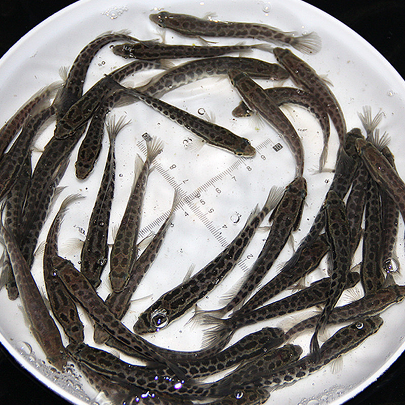 黑鱼苗黑鱼苗特大乌鱼鲜活冷水肉食淡水凶猛鱼鱼苗淡水养殖可食用,个性定制/设计服务/DIY,明信片定制,淘宝优惠券,粉丝福利购,淘宝优惠卷