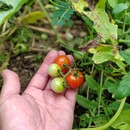 广西农家小番茄老味道炒家常菜小时候家乡味道顺丰 包邮