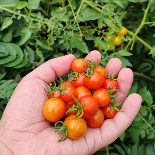 广西河池农家小番茄老品种炒家常菜煮粉做锅底料微酸味道中通包邮