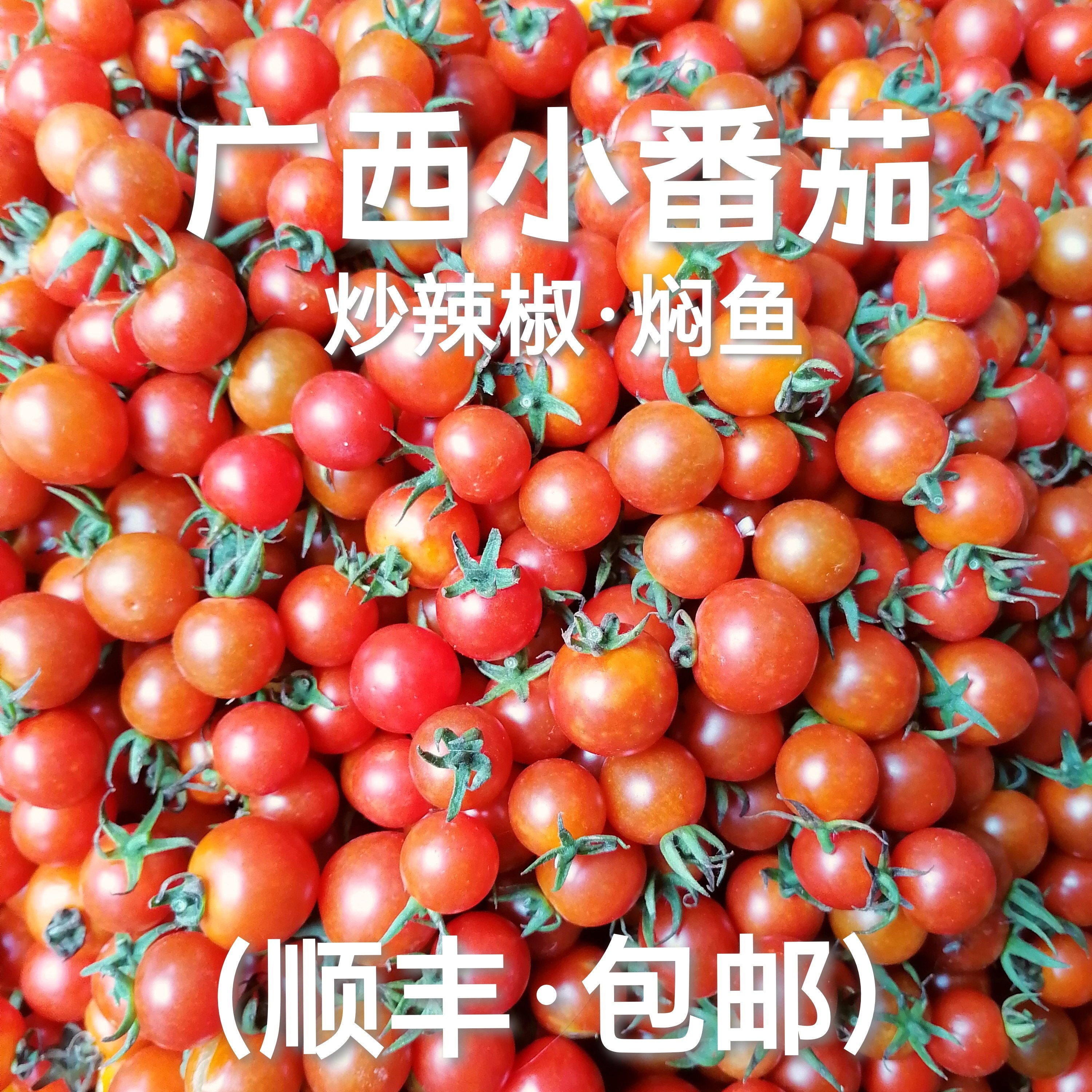 广西河池小西红柿毛秀才酸小番茄