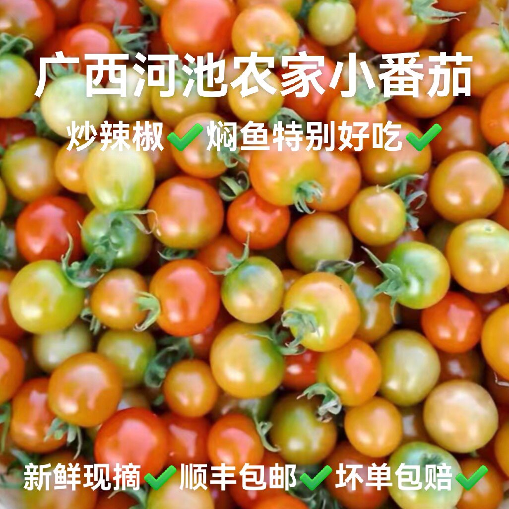 广西河池新鲜小番茄老品种皮薄多汁微酸煮粉农家菜地生长炒辣椒