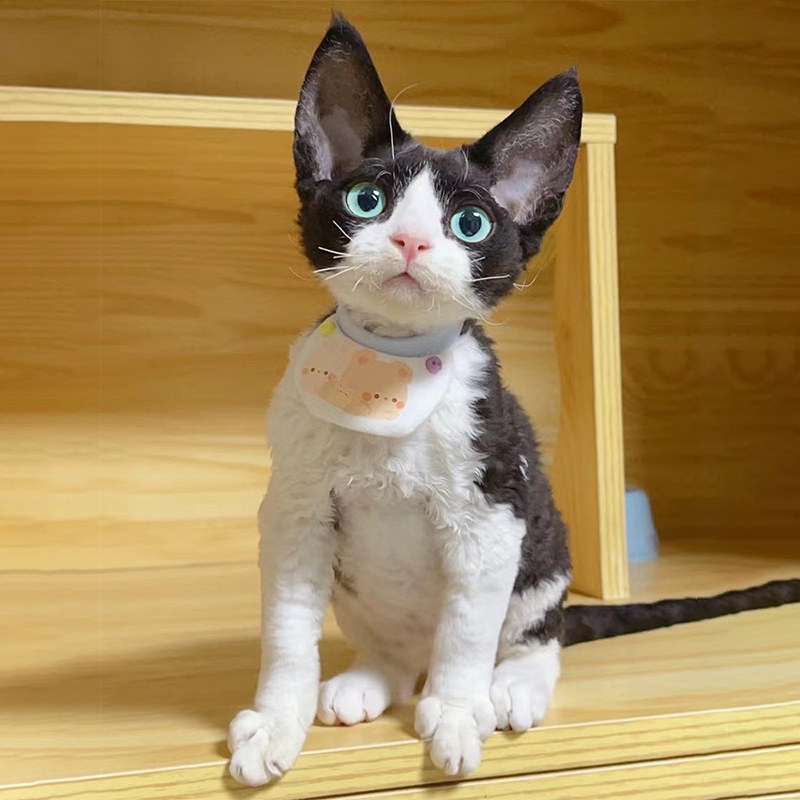 德文卷毛猫幼猫纯种德文猫幼崽宠物猫活体小猫咪卷毛猫不掉毛活物