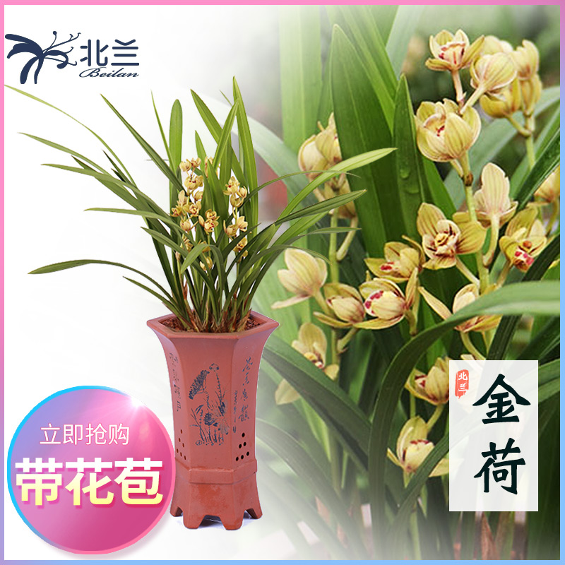 北兰兰花 金荷 建兰四季兰兰花苗荷瓣浓香易活绿植物好养(用14元券)